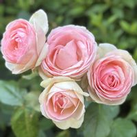 バラ,バラ園,花のある暮らし,港の見える丘公園,ばら バラ 薔薇の画像