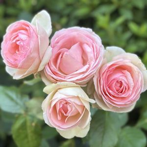 バラ,バラ園,花のある暮らし,港の見える丘公園,ばら バラ 薔薇の画像