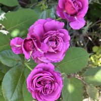 シェードガーデン,ばら バラ 薔薇,毎日ローズショー,小さな庭の画像