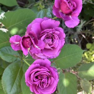 シェードガーデン,ばら バラ 薔薇,毎日ローズショー,小さな庭の画像