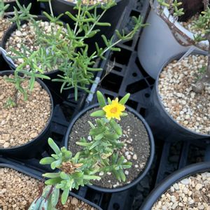 メストクレマ ツベローサム,メストクレマ ツベローサム,デロスペルマ・クラッスム,多肉植物,塊根植物の画像