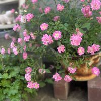 レンゲローズ,グリーンアイス,ミニバラ ほほえみ,ミニ薔薇,花のある暮らしの画像