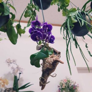 胡蝶蘭,観葉植物,着生植物,植物のある暮らし,植物大好きの画像