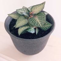 ユーフォルビア フランコイシー,ユーフォルビア フランコイシー,ユーフォルビア,珍奇植物,根塊植物の画像