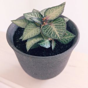 ユーフォルビア フランコイシー,ユーフォルビア フランコイシー,ユーフォルビア,珍奇植物,根塊植物の画像