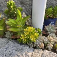 虹の玉,虹の玉,虹の玉の花,多肉植物,多肉大好きの画像