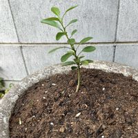 柚子,植木鉢,柚子の芽の画像