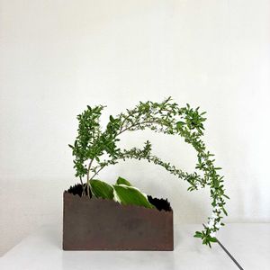 ギボウシ,コウチョウキ,いけばな,草月流の画像