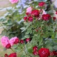 鉢植え,バラ・ミニバラ,小さい庭,canon,花撮り人の画像
