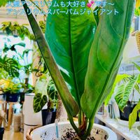 アンスリウム,ワイルド,森林浴,熱帯植物,癒しの空間の画像