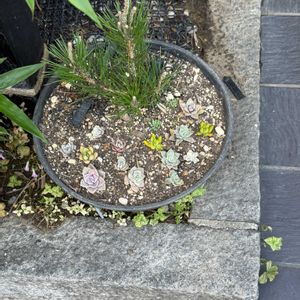 多肉植物,寄植えの画像