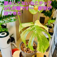 モンステラ,斑入りモンステラ,ワイルド,森林浴,熱帯植物の画像