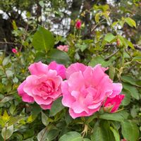 バラ,ツゲ,バラ　ブルーフォーユー,ブラン•ピエールドゥロンサール,薔薇 スパニッシュ・ビューティの画像