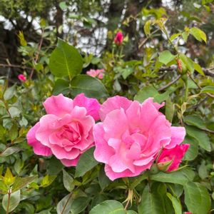 バラ,ツゲ,バラ　ブルーフォーユー,ブラン•ピエールドゥロンサール,薔薇 スパニッシュ・ビューティの画像