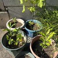 ブドウ,柚子,植木鉢,柚子の芽の画像