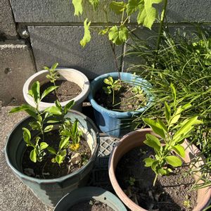 ブドウ,柚子,植木鉢,柚子の芽の画像