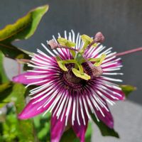 トケイソウ,ガーデニング,おうち園芸の画像