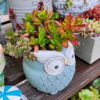 天狗の舞,多肉植物,多肉寄せ植え,植物のある暮らし,多肉植物のある暮らしの画像