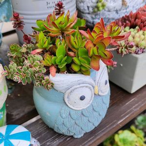 天狗の舞,多肉植物,多肉寄せ植え,植物のある暮らし,多肉植物のある暮らしの画像
