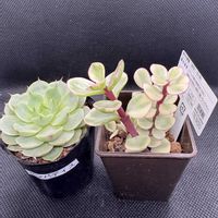 エケベリア,多肉植物,クラッスラ属,ダイソー,ポーチュラカリアの画像