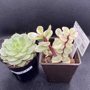 エケベリア,多肉植物,クラッスラ属,ダイソー,ポーチュラカリアの画像