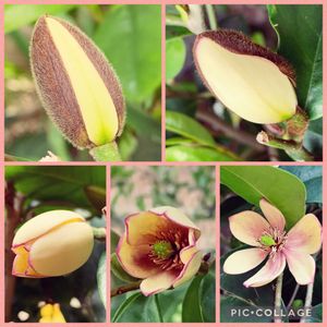 カラタネオガタマ,花壇の花,お花のある生活,お花大好き♡,おうち園芸の画像