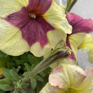 ペチュニア,毎日楽しく,もう夏やない？,久々の風邪,ベランダの画像