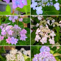 ヤマボウシ,ユキノシタ,紫陽花 アジサイ あじさい,春菊の花,一之江抹香亭の画像