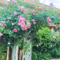 薔薇 ジャスミーナ,薔薇 ジャスミーナ,ポピー・マザーオブパール,生命力,種まきの画像