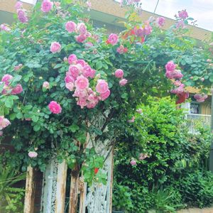 薔薇 ジャスミーナ,薔薇 ジャスミーナ,ポピー・マザーオブパール,生命力,種まきの画像