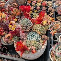 多肉植物,鉢植え,エケベリア属,多年草,ピコ庵の画像