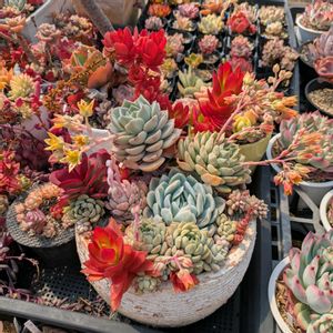 多肉植物,鉢植え,エケベリア属,多年草,ピコ庵の画像