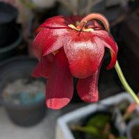 食虫植物,サラセニア,珍奇植物,植物のある暮らし,植中毒の画像