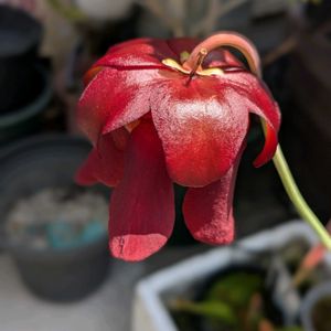 食虫植物,サラセニア,珍奇植物,植物のある暮らし,植中毒の画像