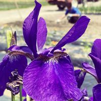 アヤメ,ウメ,富山支部,No.41,あはは〜の画像