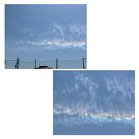 ジャーマンアイリス,ヨモギ,彩雲,白軍,赤軍の画像