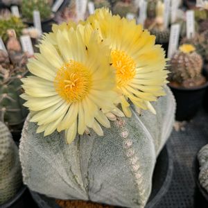 サボテン,鸞鳳玉,鉢植え,多年草,サボテン・多肉植物展の画像