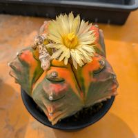 鸞鳳玉,多肉植物,鉢植え,多年草,ピコ庵の画像