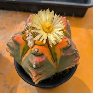 鸞鳳玉,多肉植物,鉢植え,多年草,ピコ庵の画像