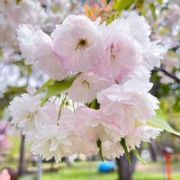 ハナモモ,八重桜,イトザクラ,ピンクの花,花のある暮らしの画像