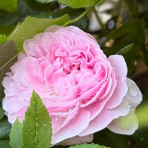 小さな庭,玄関アプローチの画像
