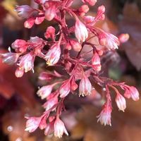ヒューケラ ファイヤーチーフ,鉢植え,北側花壇の画像