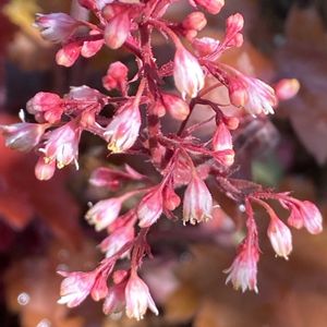 ヒューケラ ファイヤーチーフ,鉢植え,北側花壇の画像