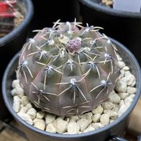 オリーブ,怪竜丸,オリーブ  コロネイキ,ギムノカリキュウム属の画像