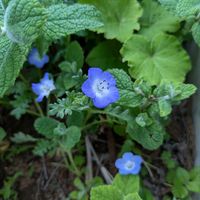 ネモフィラ,平和を願う,青い花マニア,こぼれ種から,美しく青きドヨウの画像