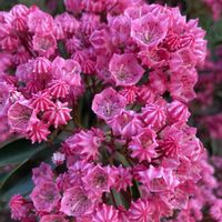 アメリカシャクナゲ(カルミア),多肉植物,ネコ好き,多肉中毒,植中毒の画像