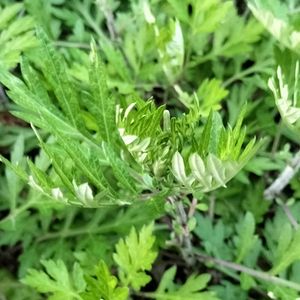 よもぎ,地植え,花のある暮らし,どんどん増える,ありがとう❤️の画像
