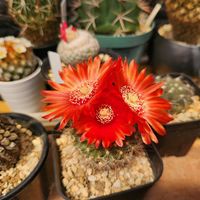 小人の帽子,マミラリア 月宮殿,ユーフォルビア ポイゾニー錦,ゲオ,サボテンの花の画像
