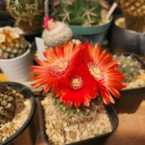小人の帽子,マミラリア 月宮殿,ユーフォルビア ポイゾニー錦,ゲオ,サボテンの花の画像
