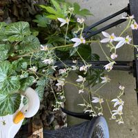ユキノシタの画像
